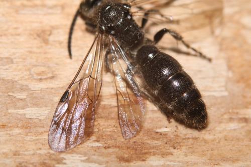 Pseudotiphia villosa